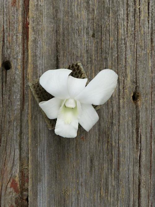 WHITE DENDROBIUM ORCHID